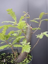 Chunky oak bonsai - chunky,