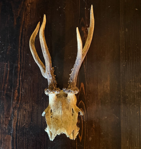 Roe deer antlers point horn - 6,