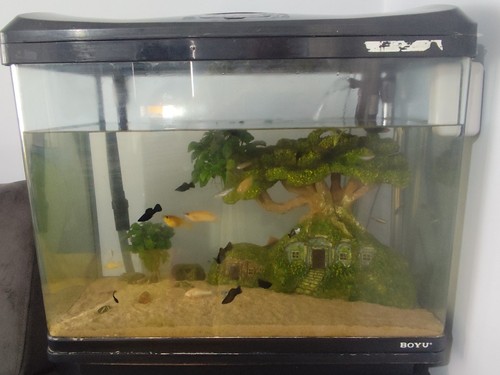 Boyu 50l glass freshwater - 50l,
