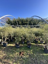 6/7ft Wild Olive Tree 