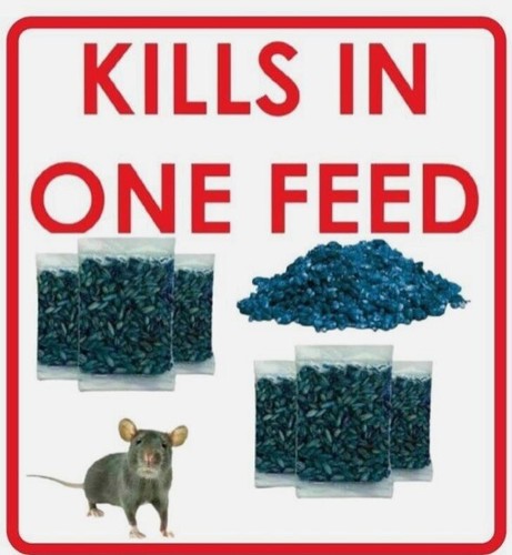Rat mouse poison - rat,