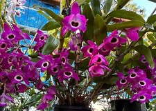AU STOCK DENDROBIUM  'RED EMPEROR' SOFTCANE ORCHID ROOTED PLANT 047-6