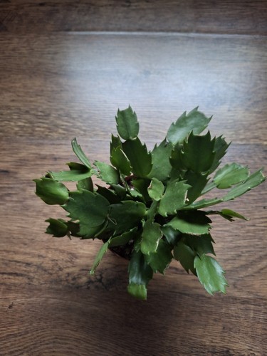 Christmas cactus - christmas, |