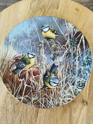 Winter bluetit coalport bird - winter,
