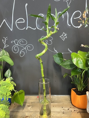60cm lucky bamboo - 60cm,