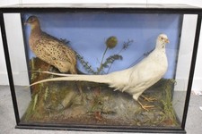 Vintage Taxidermy Albino White