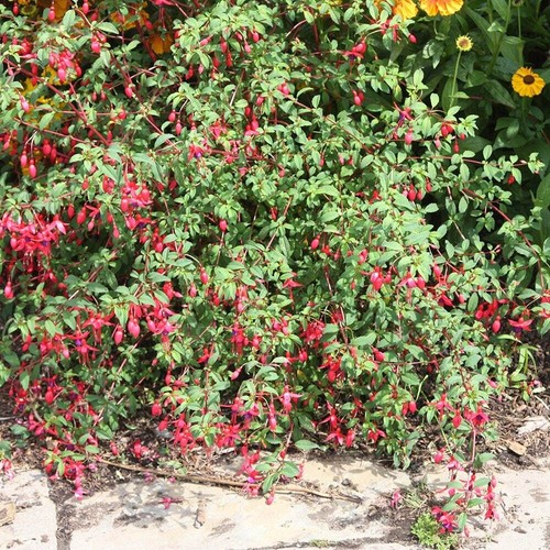 Hardy fuchsia riccartonii - fuchsia,