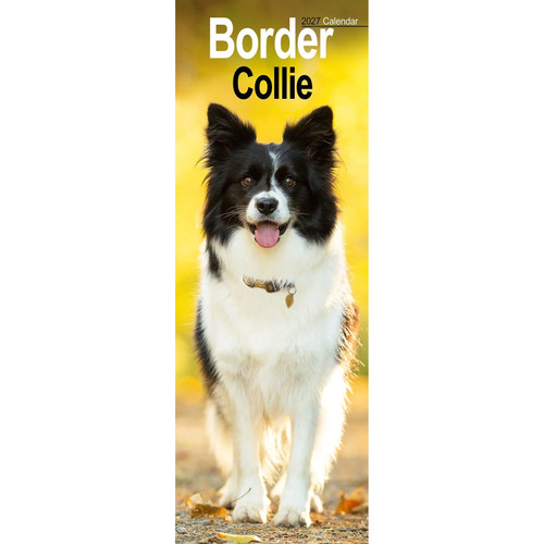 Border collie slim - collie,