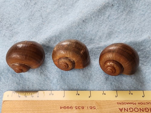 Small authentic florida - small,
