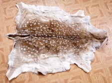 Beautiful deer fur fallow deer
