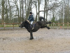 Horse Stable Ironmongery Kick