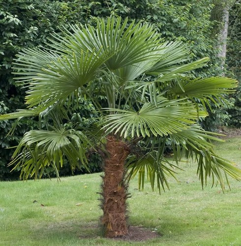 Large hardy fan - fan, palm