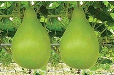  Bangladeshi Vegetable F1 Hybrd কদু Lau/  Kodu Bottle Gourd Seeds