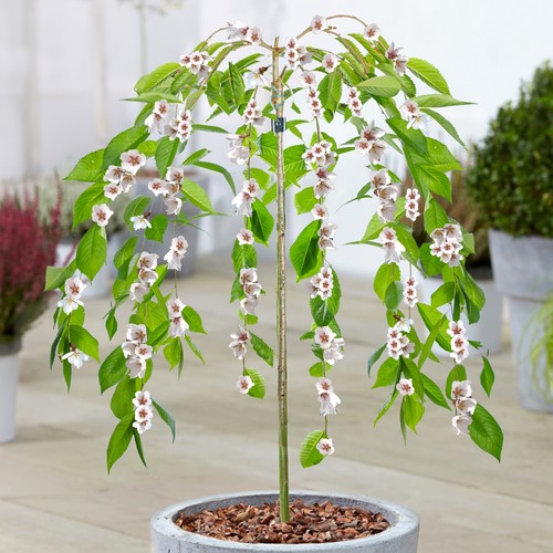 Prunus ivensii yoshino - ivensii,