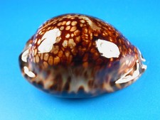 Cypraea maculifera hawaiiensis, Very Dark, Heavy Callous, 64.2mm, Hawaii Shell