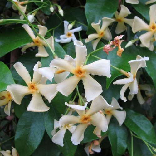 Trachelospermum jasminoides