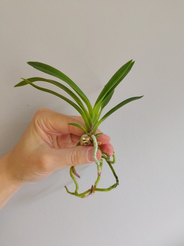 Neofinetia vanda falcata - neofinetia, or