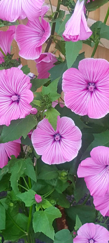Pink lavatera flowering - pink,