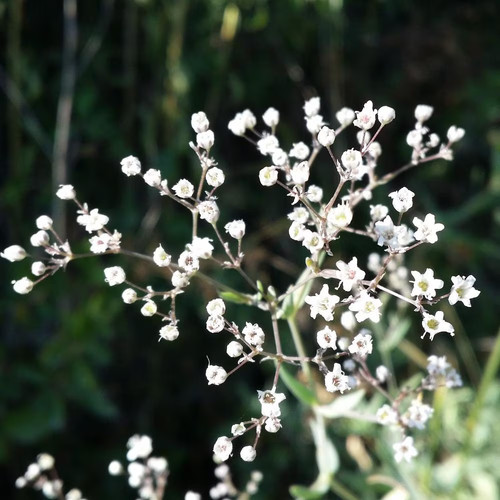 Gypsophilia paniculata - , |
