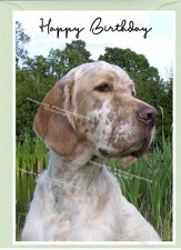 English Setter Dog Birthday