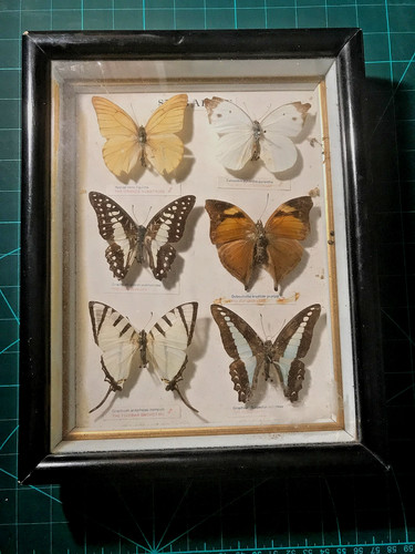 Singapore vintage butterfly - singapore,