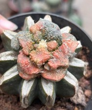 Live House Plant Ariocarpus
