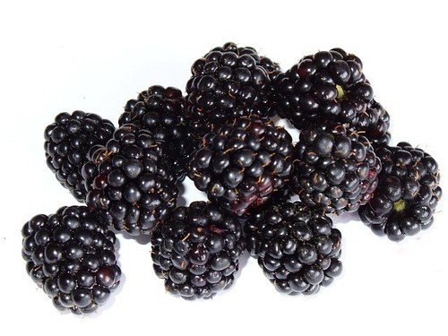 Young organic blackberry - 8, x