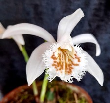 1x Pleione Glacier Peak Orchid