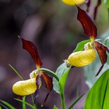 SALE Cypripedium calceolus NFS