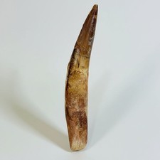 SPINOSAURUS TOOTH 11CM GIANT