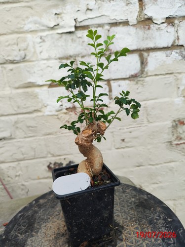 Boxwood bonsai - ,