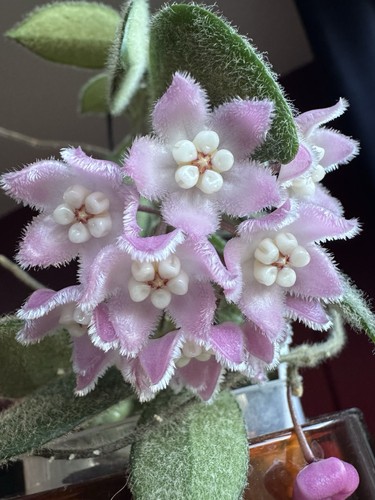 Hoya aff thompsonii pink - thompsonii,
