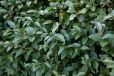 Privet -organically grown