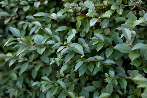 Privet organically grown - -organically,