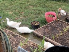 3+ JUMBO PEKING FERTILE DUCK HATCHING EGGS!!!