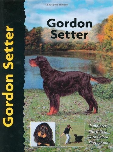 Gordon setter pet love - love, dog