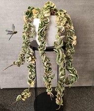 Hoya Carnosa Compacta