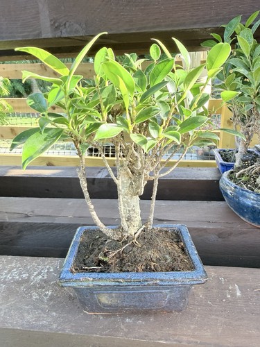 Ficus bonsai tree - ficus,