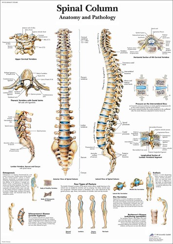 Anatomical spinal column - spinal,