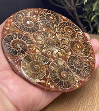Large Fossil Disc With Natural Conch 416 Million Year Old Crystal Ammonite