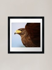 Harris Hawk Up Close Framed