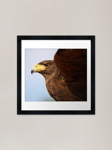 Harris hawk close framed - hawk,