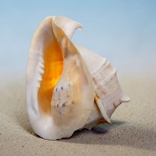 Large Decorative Natural Sea