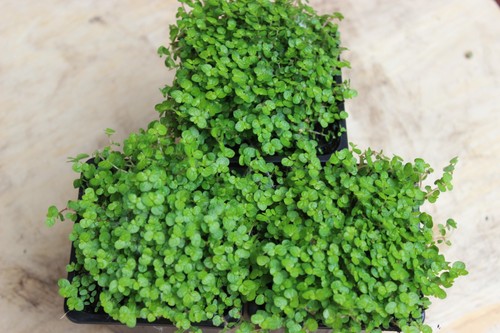 Baby tears plants - ,