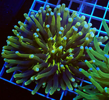 WYSIWYG Stunning Yellow