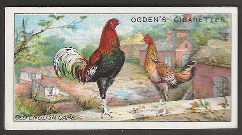 Ogdens poultry 1915 - ogdens-poultry,
