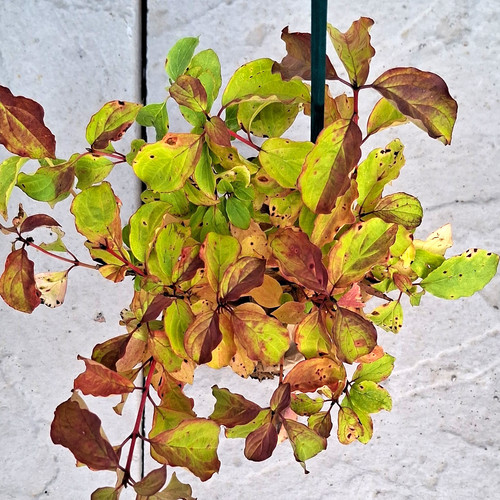Dogwood cornus potted outdoor - dogwood,
