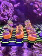 Neon Green Toadstool Leather