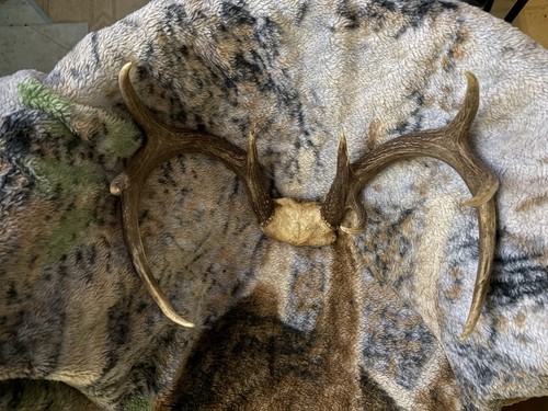Vintage deer antler wall - vintage,