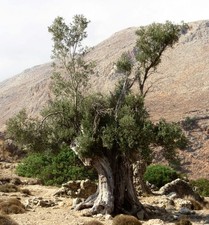 Olea europea cv KAMALATA
